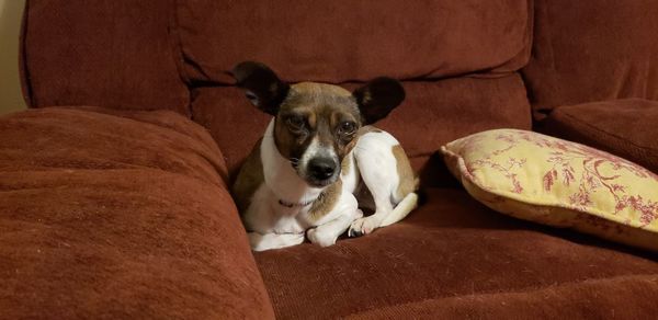 Portrait of dog relaxing on sofa at home