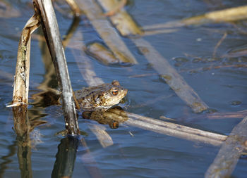 Common toads in