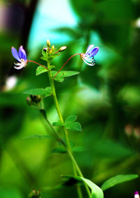 Close-up of insect on flower