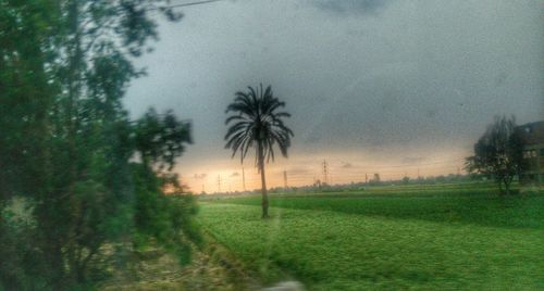 Palm trees on field against sky