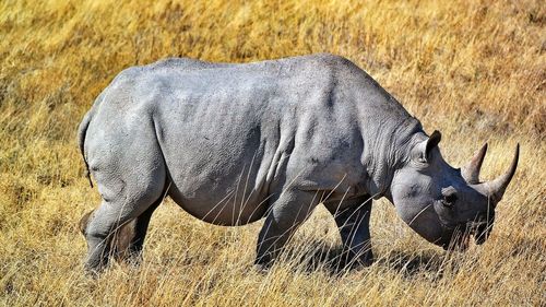 Rhinoceros on grassy field