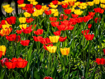 Close-up of red flowering plants on field