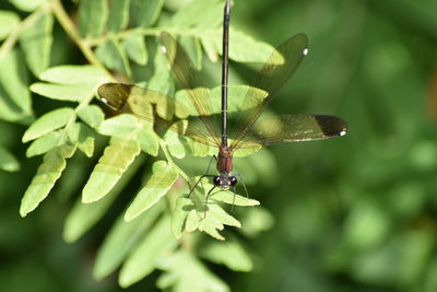 Close-up of insect on leaf