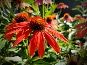 Close-up of red flower