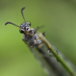 Close-up of insect on leaf