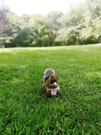 Close-up of dog on field