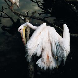 Close-up of white dog