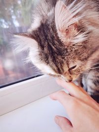 Close-up of hand holding kitten