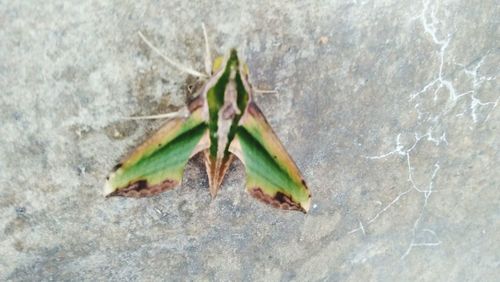 High angle view of insect on wall