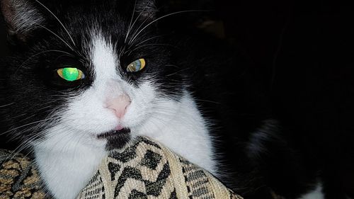 Portrait of black cat