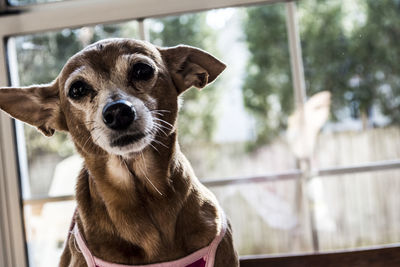 Close-up portrait of a dog