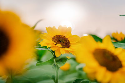 Close-up of beautiful yellow sunflower and sunflower fields