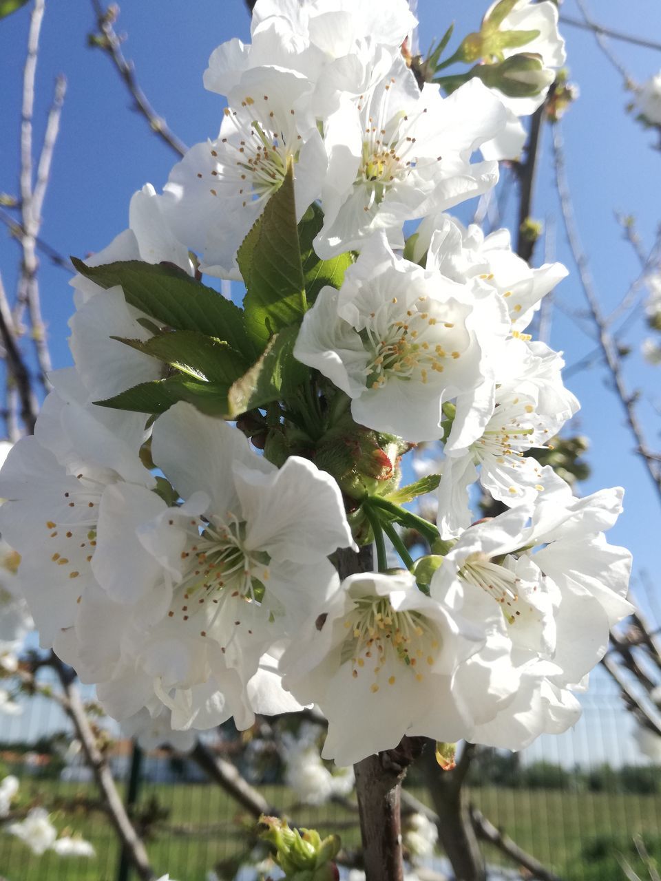 growth, flower, nature, beauty in nature, close-up, fragility, freshness, springtime, tree, no people, twig, outdoors, day, sunlight, branch, blossom, flower head, sky