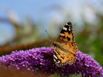 Close-up of butterfly pollinating on purple flower