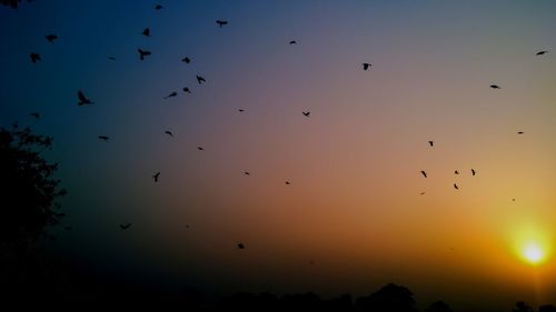 Low angle view of birds flying in sky