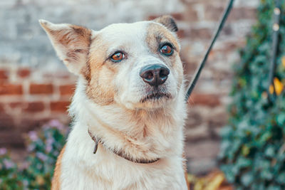 Close-up portrait of a dog