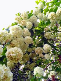 Close-up of white flowering plant