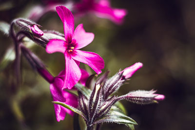 Close-up of red flowering plant