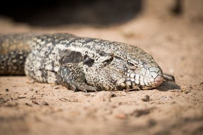 Close-up of lizard