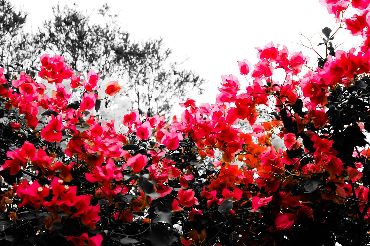 flower, flowering plant, plant, beauty in nature, growth, freshness, fragility, vulnerability, pink color, nature, sky, tree, petal, blossom, no people, day, red, outdoors, springtime, close-up, flower head, bunch of flowers, spring