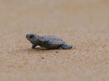 Turtle on sand