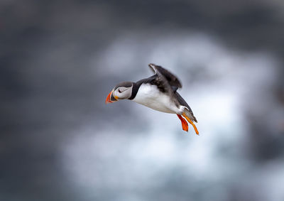 Close-up of puffin flying in cloudy sky