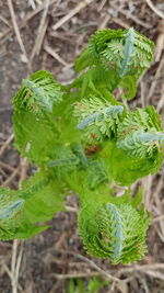 Close-up of fresh green plant