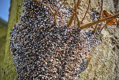 Close-up of dried fruits on plant