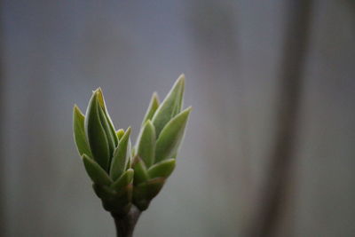 Close-up of plant growing outdoors