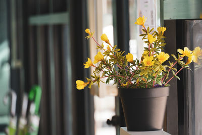 Close-up of yellow flower pot against window