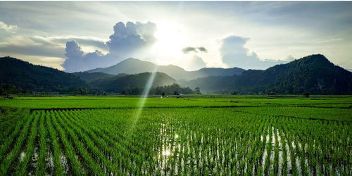 Scenic view of agricultural field against sky