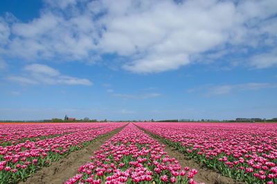 Pink flowering plants on field against sky