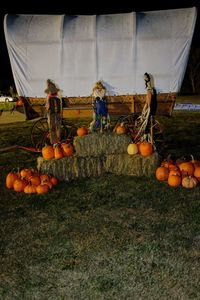 View of pumpkins on field