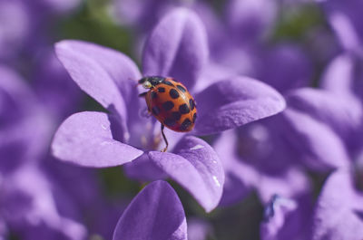 Close-up of insect on purple flower