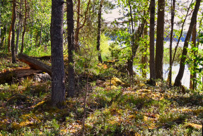 Trees in forest