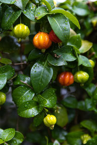 Close-up of red berries growing on tree