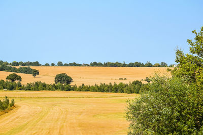 Scenic view of field against clear sky