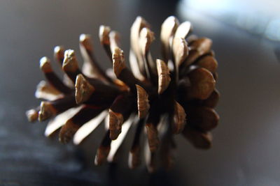 Close-up of flower on table