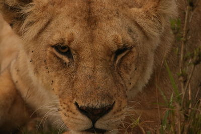 Close-up portrait of lion