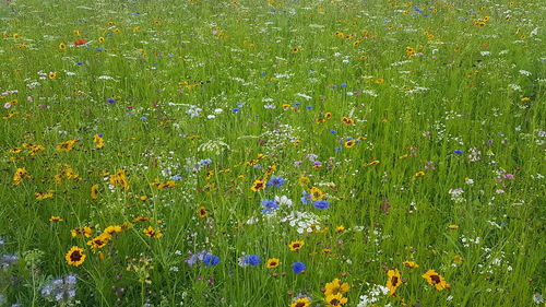 Flowers growing in field