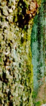 Close-up of moss growing on tree trunk