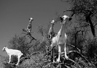 View of goats perching on tree