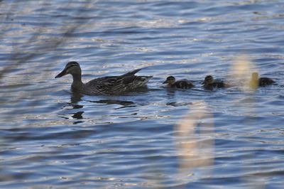 Ducks swimming in lake