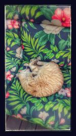 Close-up of cat sleeping on bed