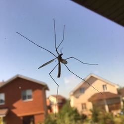 Close-up of insect on window of building