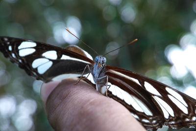 Close-up of butterfly on hand