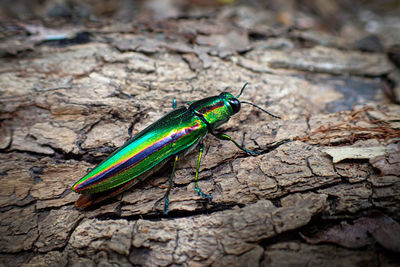 High angle view of insect on leaf