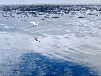 Seagulls flying over sea