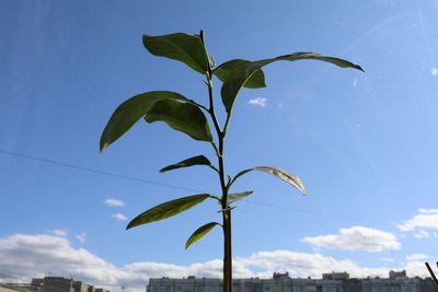 Low angle view of plant against blue sky