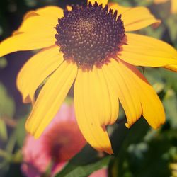 Close-up of yellow flower